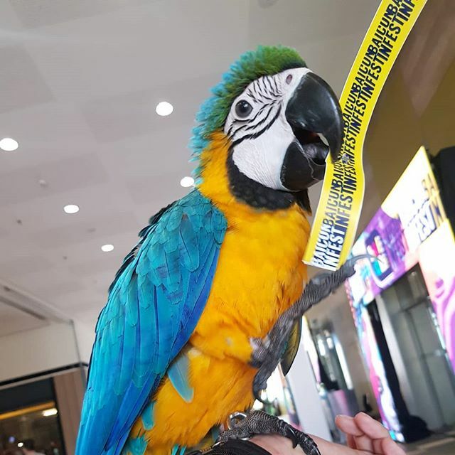 birdsofcebu's tweet photo. Iggy says don't forget to bring a valid ID and your ticket/e-ticket so you won't have problems getting in at the #BaiConInfest

Wear your arm band (iggy holding his) so you will have a smooth entry into the event. 
#birdsofcebu 
#XBLoC
#CebuAvianTrainers

#birdsofinstagram #… https://t.co/tbT7hsTYau