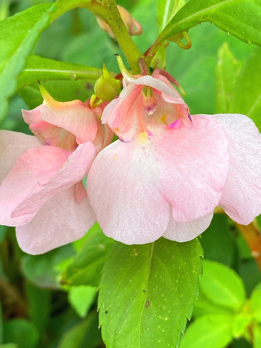 花丸花子 Pa Twitter 道端で一つだけ咲くホウセンカの花に出会った ポンポンタネが弾けるホウセンカだからきっとどこかから飛んできたんだね ポンポンポンって 出会い花 花好きな人と繋がりたい 花 旅花 花丸花子 Pa Twitter 道端で一つだけ咲くホウセンカの花に出会った ポンポンタネが弾けるホウセンカだからきっとどこかから飛んできたんだね ポンポンポンって 出会い花 花好きな人と繋がりたい 花 旅花