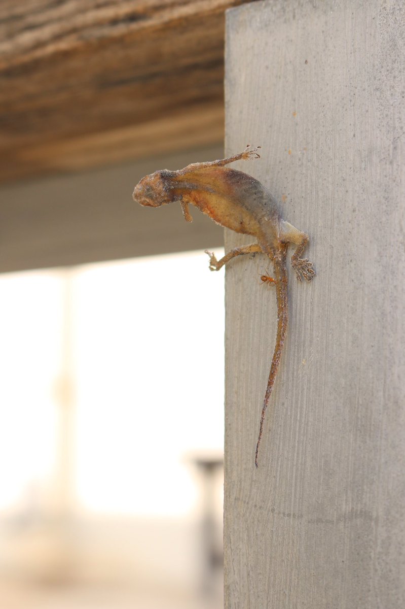 すごいアクロバットに干からびてるヤモリさん