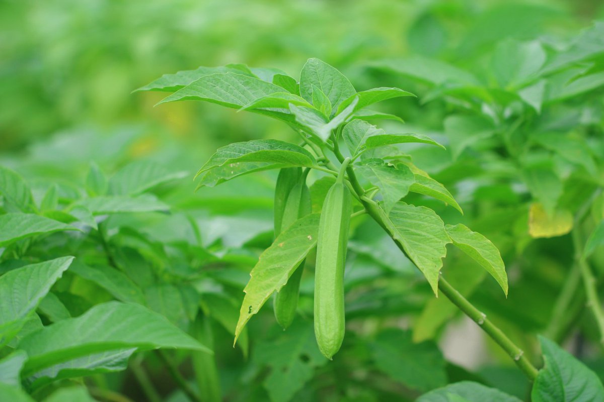 長居植物園 A Twitter 天使 Or 悪魔 写真は キダチチョウセンアサガオ です ナス科の植物で エンジェルストランペット 天使の トランペット とも呼ばれます たしかにトランペットみたいな花ですね 見た目は可愛らしいですが アルカロイドを含む毒草で 摂取