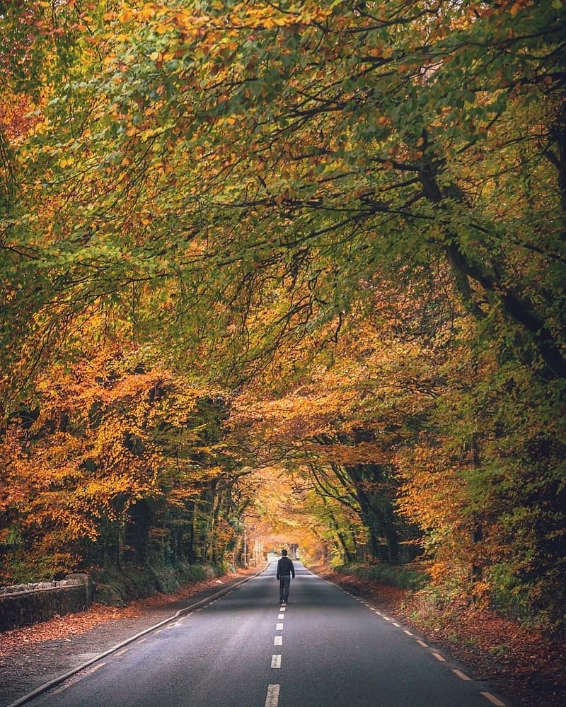 visit_galway's tweet image. Who needs the #DarkHedges when we got stunning #AutumnHedges here in #Galway. We absolutely love the colours of #Autumn &amp;amp; the sound of crunching leaves underfoot! Cheers to Kerry Kissane for this beautiful snap!🍂🍁😍 #FriYAY #GoExplore #Laurencetown #Ireland #VisitGalway