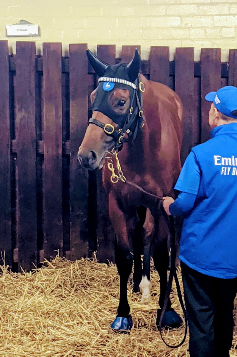 HoneycombStud's tweet photo. For all those on at $6 in the Manikato.....Bivouac looks great and is chilled until a filly walks past #colt #GetsItOut https://t.co/lOmOGyHkCj