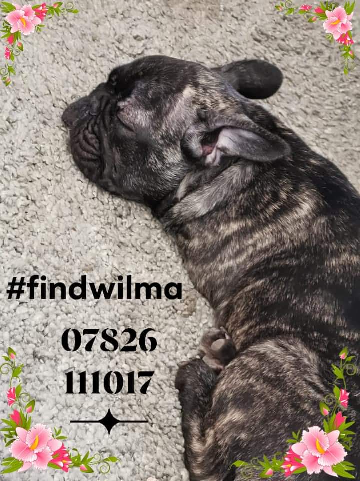 #WILMA 15 weeks old and was stolen 23/10/19, from her home in #StoneyStanton Leics LE9. 
POLICE ENQUIRIES ARE ONGOING, and any FURTHER WITNESSES need to call #Leicestershire #Police police on 101 or contact 07826111017 or  07875195828
#findwilma
#beautyslegacy