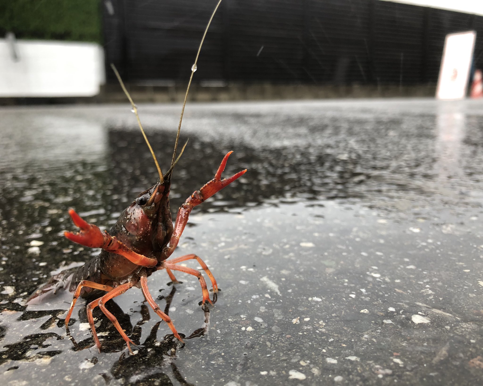 大雨で大変な中 野生のザリガニが襲ってきた 話題の画像プラス 大雨で大変な中 野生のザリガニが襲ってきた 話題の画像プラス