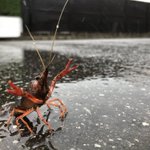 大雨で大変な中、野生のザリガニが襲ってきた!
