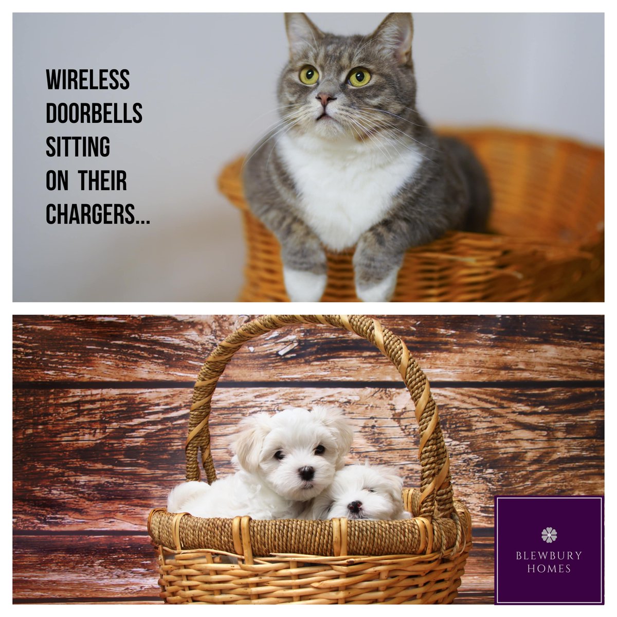 Some Friday Fun 😆 #petfriendly #homes #cats #catsofinstagram #instacat #dogs #dogsofinstagram #instadog #pets #petsofinstagram #doorbells #wirelessdoorbells #fridayfun #property #newbuild #instahome #newhome #decor #homedesign #blewburyhomes #blewburyhomes.co.uk