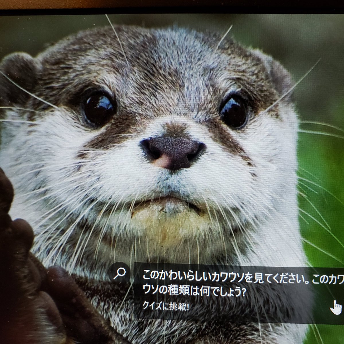 夷 英信 Hidenobu Ebisu カワウソかわいい 壁紙