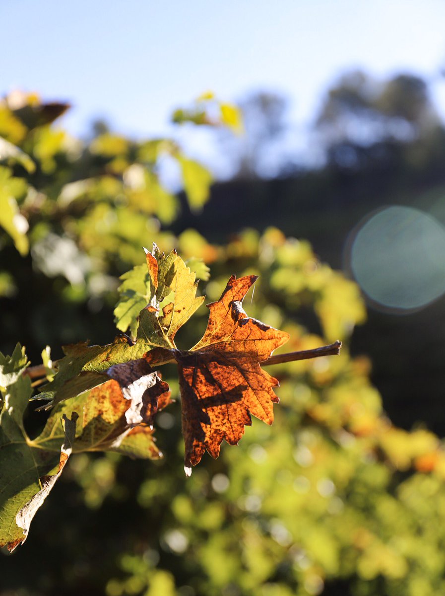 Autumn in Clos Martinet 🍂