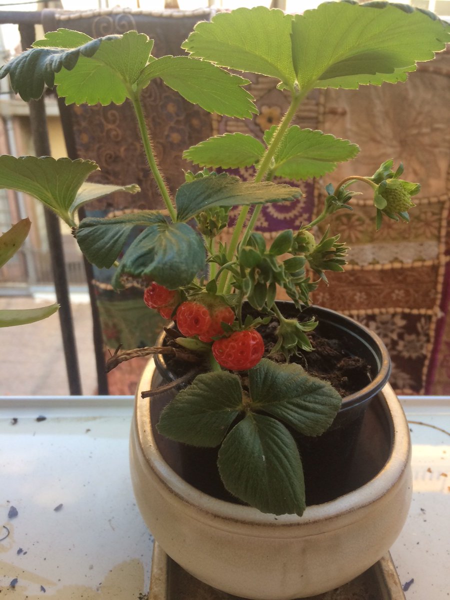 En <a href="/PlayGrounder/">PG</a> también participamos de  #vigilantesdelaire un proyecto de mapeo de la contaminación del aire en la ciudad de Barcelona a partir de plantas de fresa! Esta mañana me he llevado una sorpresa ;)

cc <a href="/CitieSHealthEU/">CitieS-Health project</a> <a href="/Ideas_4_Change/">IDEAS FOR CHANGE</a> <a href="/Ibercivis/">Fundación Ibercivis</a>