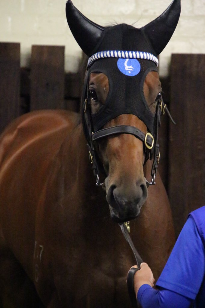 octagonal1's tweet image. マニカト1番人気準備なう
#Bivouac
#ManikatoStakes
#CoxPlateCarnival