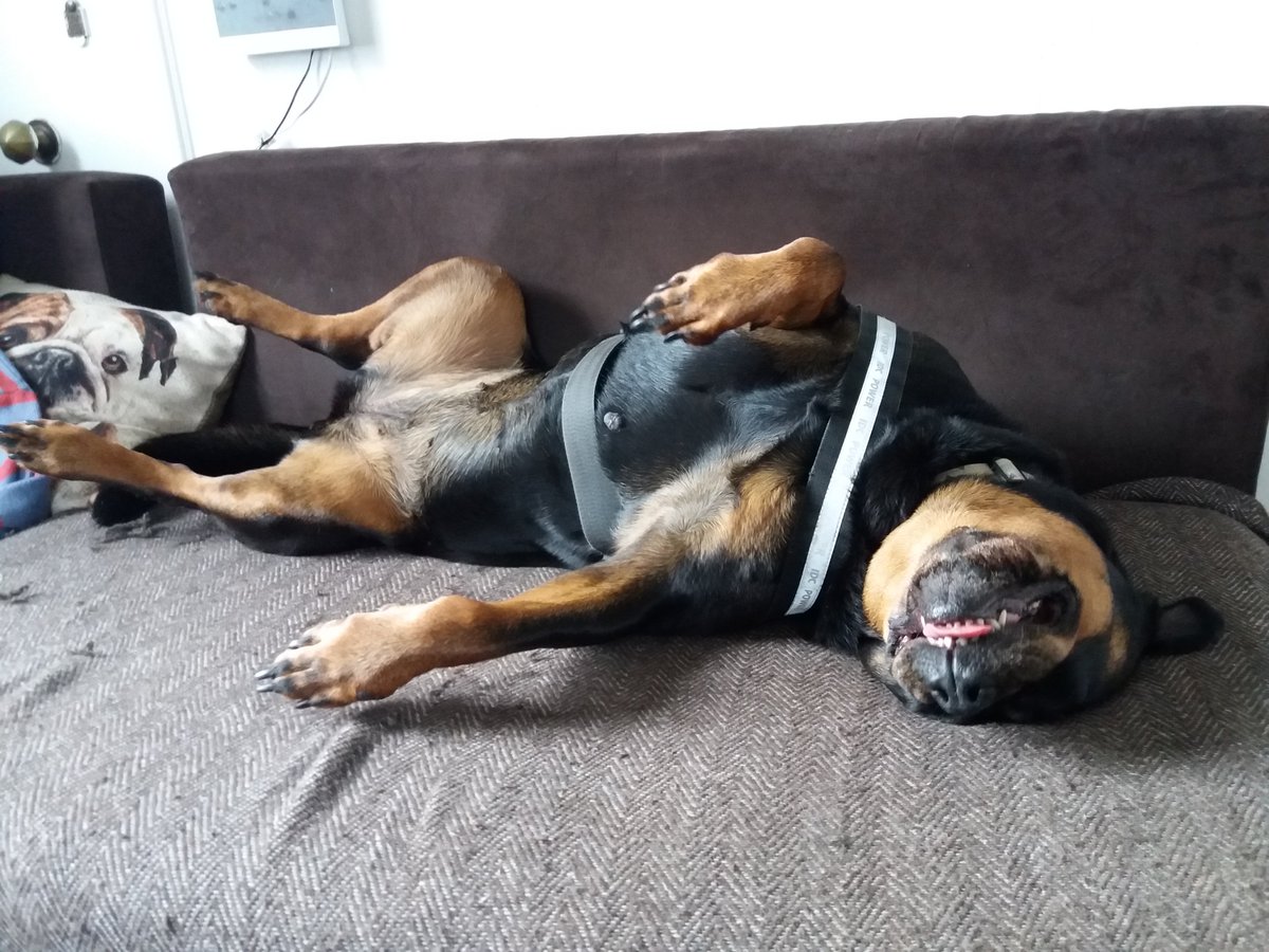 Booked a TV regular, few commercials and got a new client. Pooped, time to chill with Maggie. Happy Friday all.