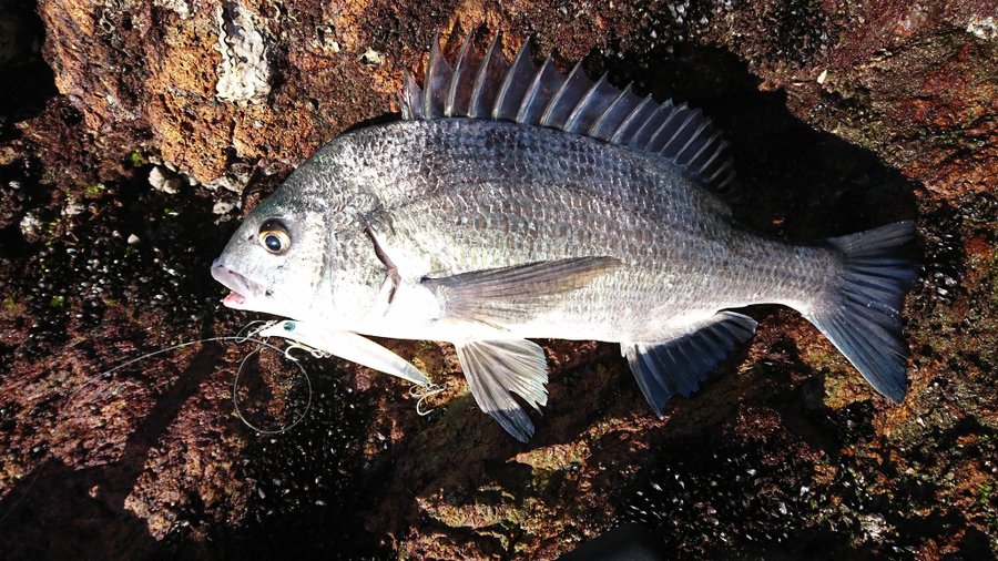 餌にする ルアーにする クロダイの釣りの楽しみ方を伝授 釣りメディアgyogyo