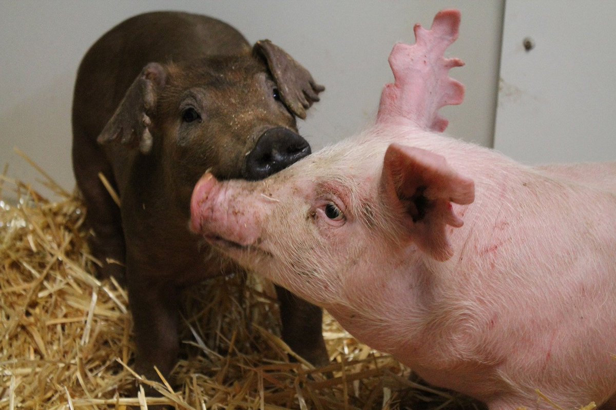 Since the museum farm opened, Minnesota pork producers such as <a href="/christen/">christen gran</a> and <a href="/Schwartz_Farms/">Schwartz Farms, Inc.</a> have donated pigs for the exhibit. This year the farm featured a Yorkshire gilt and a Duroc gilt, courtesy of <a href="/CompartDuroc/">Compart Family Farms</a> 

<a href="/MinnesotaPork/">Minnesota Pork Producers</a> <a href="/TEFGal/">Lori Stevermer</a>
<a href="/Hog_Slat/">Hog Slat, Inc.</a>

nationalhogfarmer.com/business/museu…