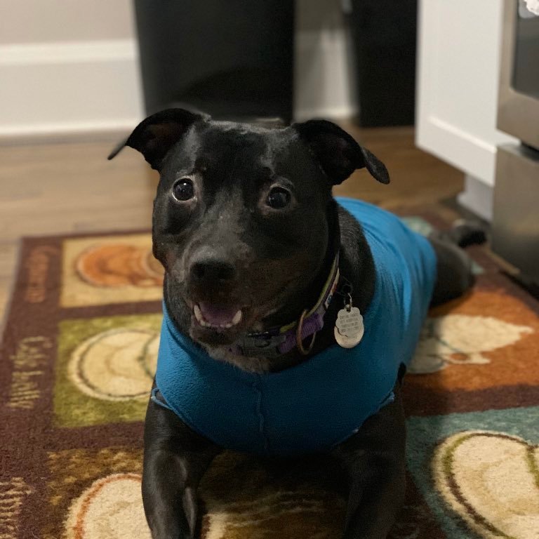 UNCGphysics's tweet photo. It's time to celebrate our #physicspets! Today's very good girl is Luba 🐶 Tennis ball enthusiast 🎾 & certified squirrel chaser, this starry-eyed darling is the proud owner of two humans, @AliciaAarnio and @ronbelmont 🐕Look at those soft lil ears! #findyourwaghere #UNCGpets https://t.co/t4qXWFjFmG
