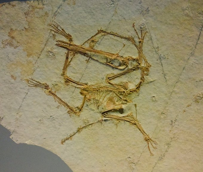 福井県立恐竜博物館 の評価や評判 感想など みんなの反応を1時間ごとにまとめて紹介 ついラン