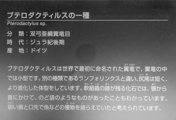 福井県立恐竜博物館 の評価や評判 感想など みんなの反応を1時間ごとにまとめて紹介 ついラン