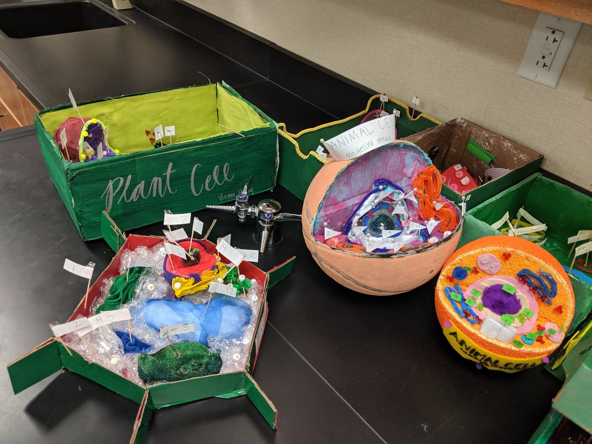 ArmstreetsClass's tweet image. Always love seeing the creativity students use to make cell models out of random, everyday materials! 😍

1st year for someone to use an old basketball! 🙌

#SHSDCBio #CellModels #Biology 
@SHS_Sentinel @svaleseniors