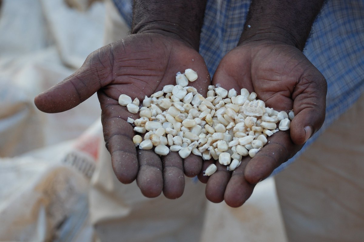 The #maize agro-food system can be important in ensuring global food and #nutrition security. Learn more: bit.ly/3669LE8! 

<a href="/UWMadison/">UW–Madison</a> <a href="/LifeAtPurdue/">Purdue University</a> #CGIARMaize #SDGs