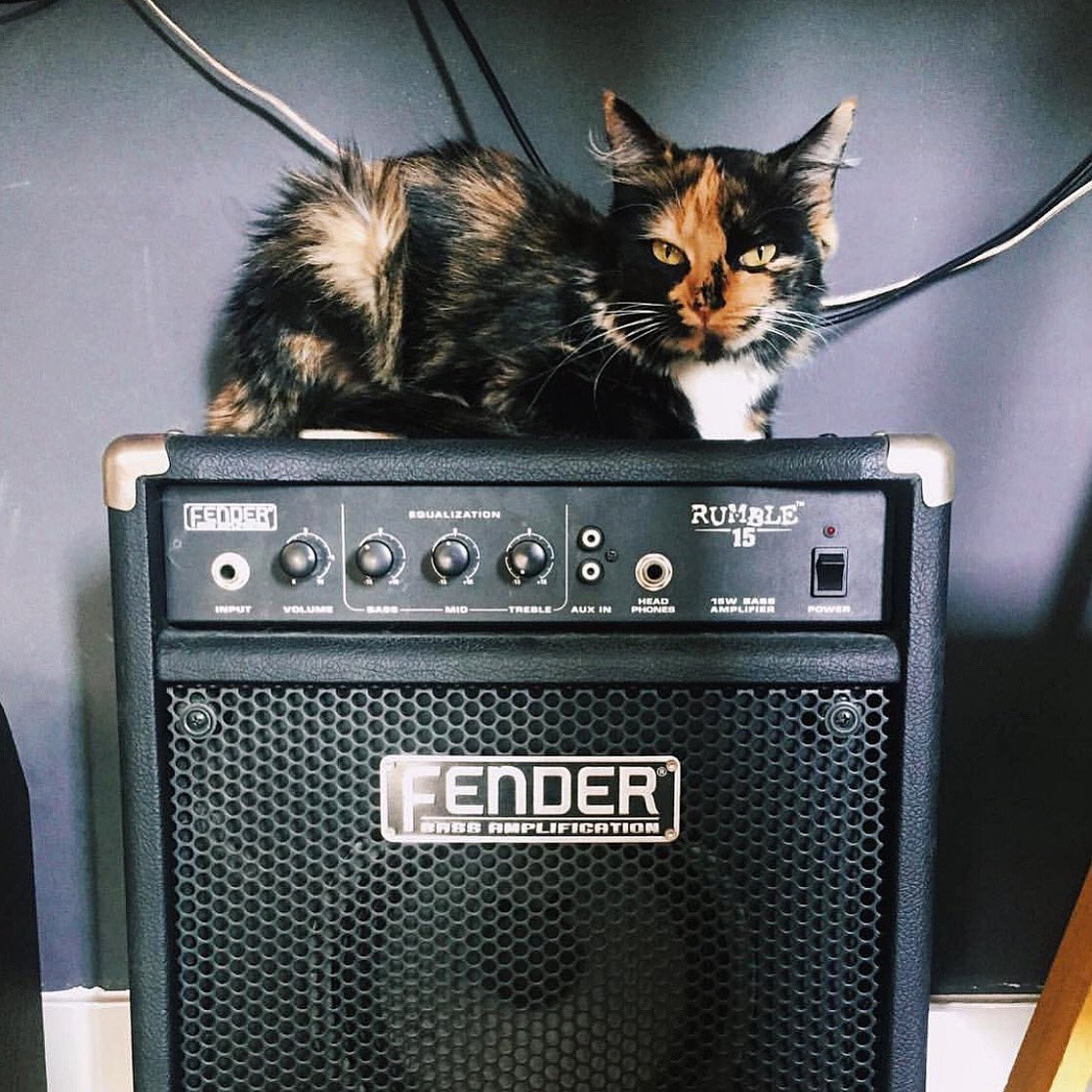 catsonamps's tweet photo. Good morning and happy Fender Friday! Thank you @kreuserpets @fender #fender #fenderamps #fenderpets #cat #catlover #musician #CatsonAmps | new 2020 Calendars available at https://t.co/olfWBwq69r https://t.co/HCdLMhUooB