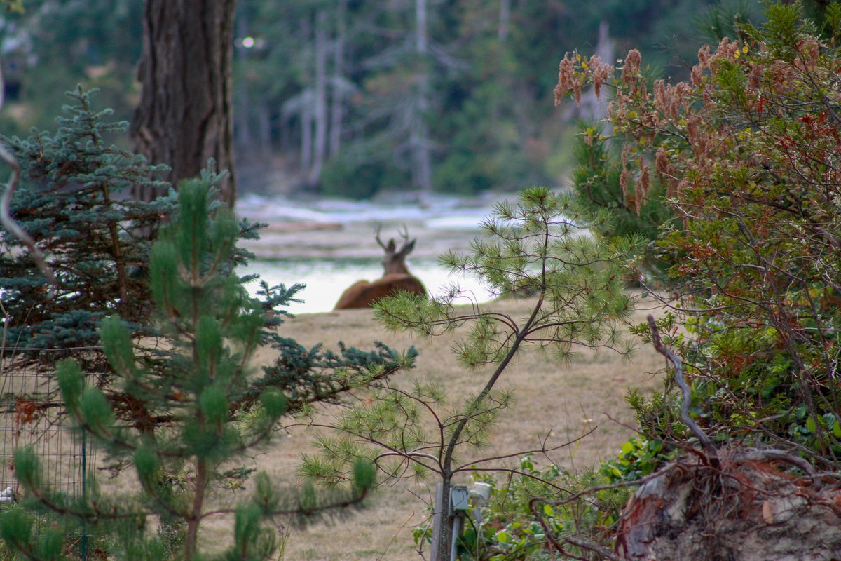 Caught this guy chilling by the water's edge while on location at Gossip Island 🦌

#RAWorkMedia #yyj #vanisle #explorevi #vancouverisland #explorebc #vanisland #tourismvancouverisland #tourismbc #britishcolumbia #bcisbeautiful #sharevi #wildlifephotography #wildlife