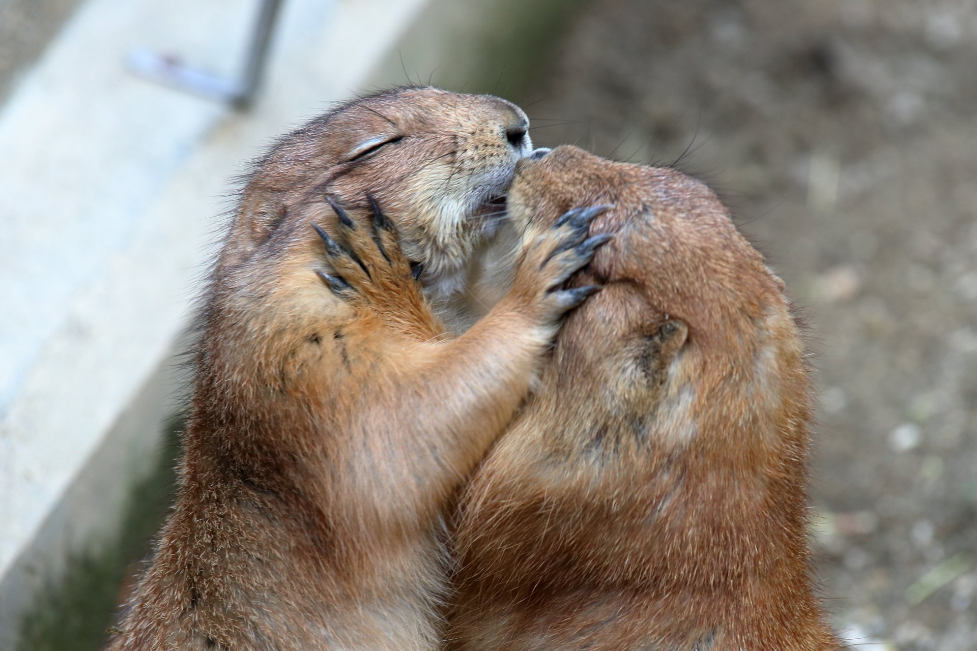 こむぎこ キスの仕方が少し官能的すぎる のいち動物公園 プレーリードッグ T Co 0fprhsg8aq Twitter