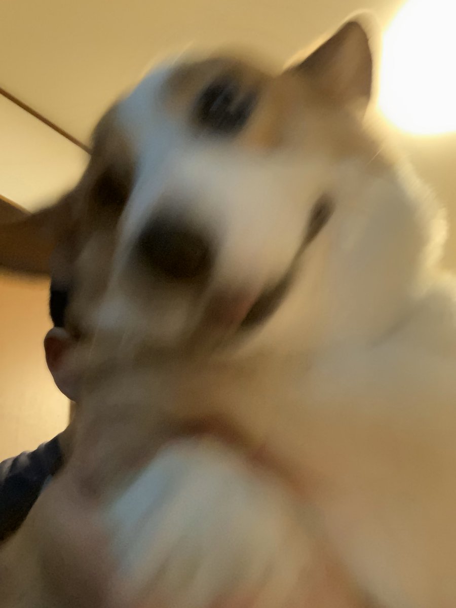 悠木しげる お酒と少年が主食 暴れん坊犬が騒がしいので抱きながら酒飲むのです ごくごくわんわん