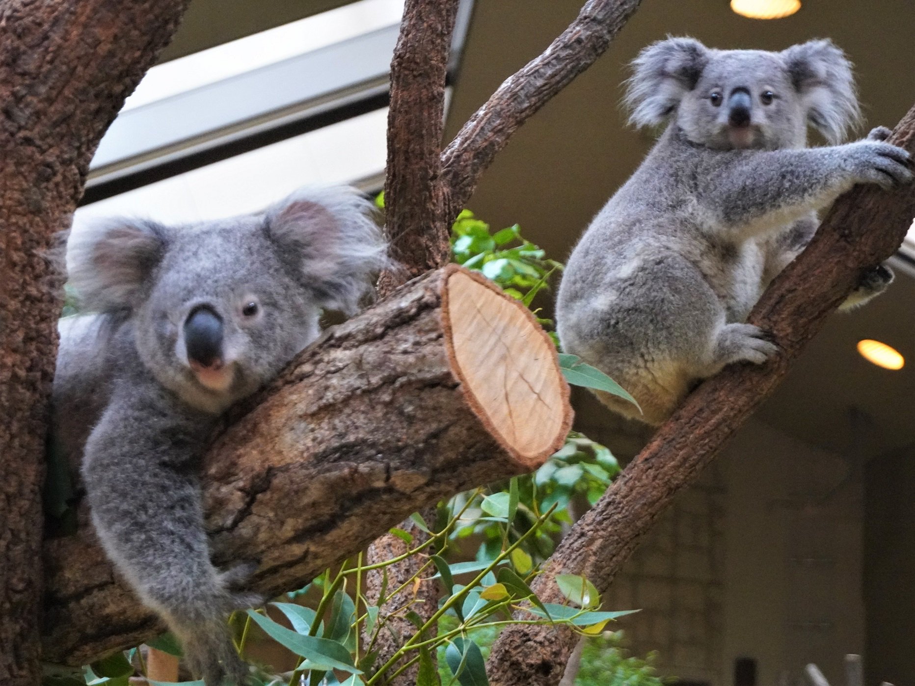 名古屋市東山動植物園 コアラは35年前の今日 10月25日 初来園しました 記念に昨年生まれた姉妹 ななみ と きらら のツーショットをお届け これからも可愛いコアラを末永くよろしくお願いします 明日 10月26日 には コアラ来園記念dayとして