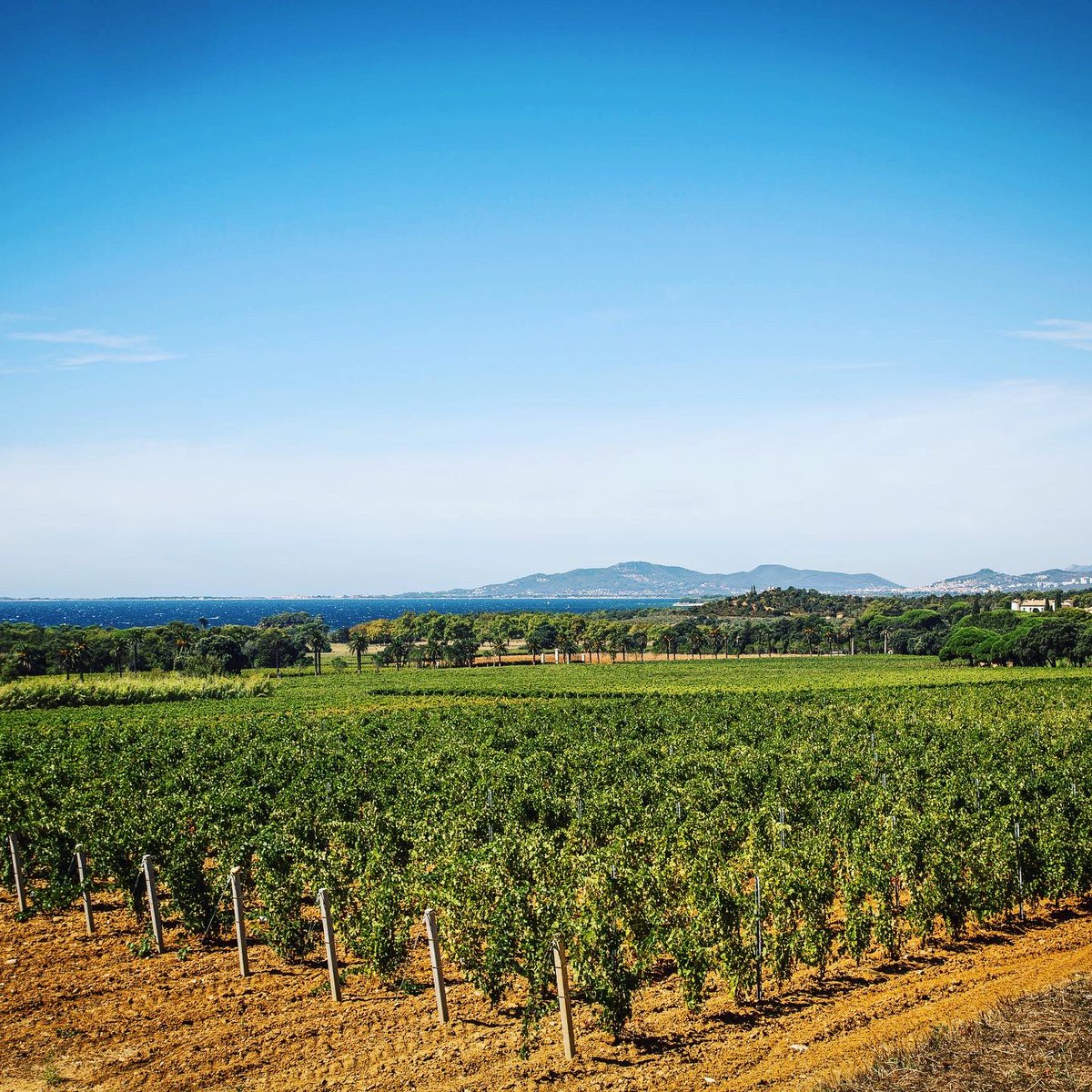 Join us in London at the Conduit Club on November 4th for « the Future of Wine », a forum to discuss and debate sustainability in the wine world. BOOK NOW at sustainablewine.co.uk/future-of-sust… and enter code LEOUBE10 for a discount.