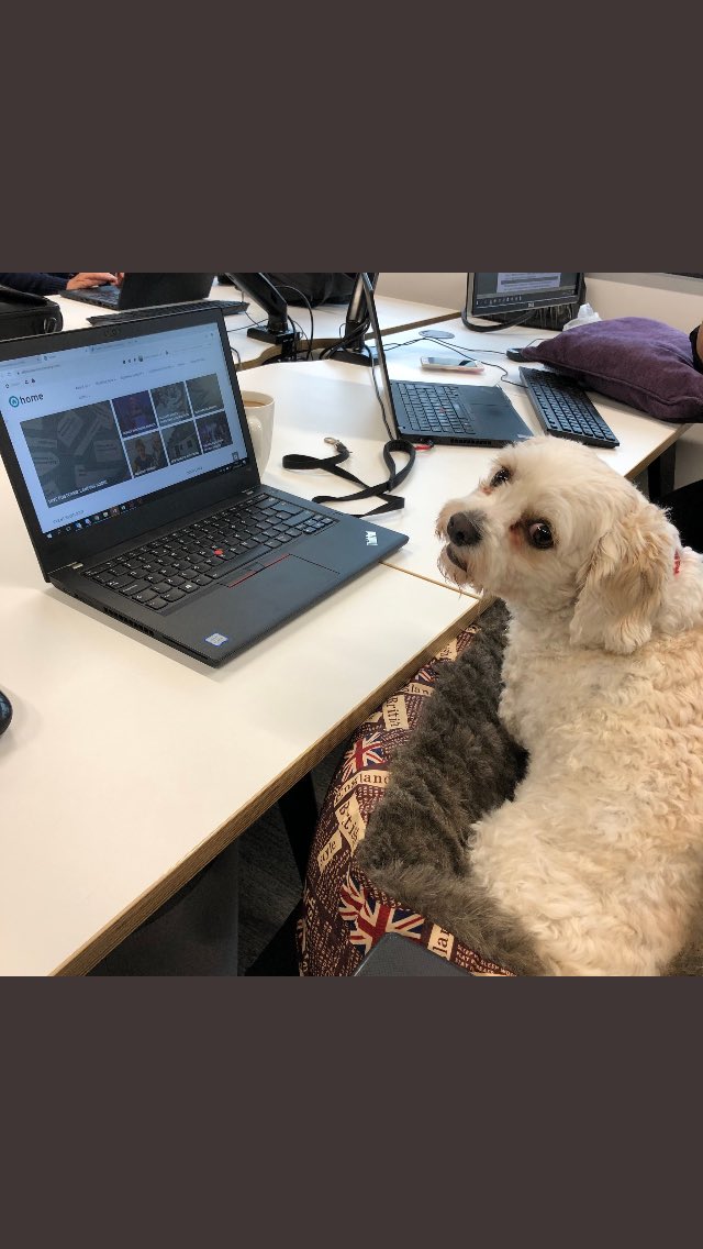 swain_alliance's tweet photo. We are loving our dogs at work day @Alliance_Homes got my pooch with me #bossofdogs https://t.co/ztwLUsmUoh