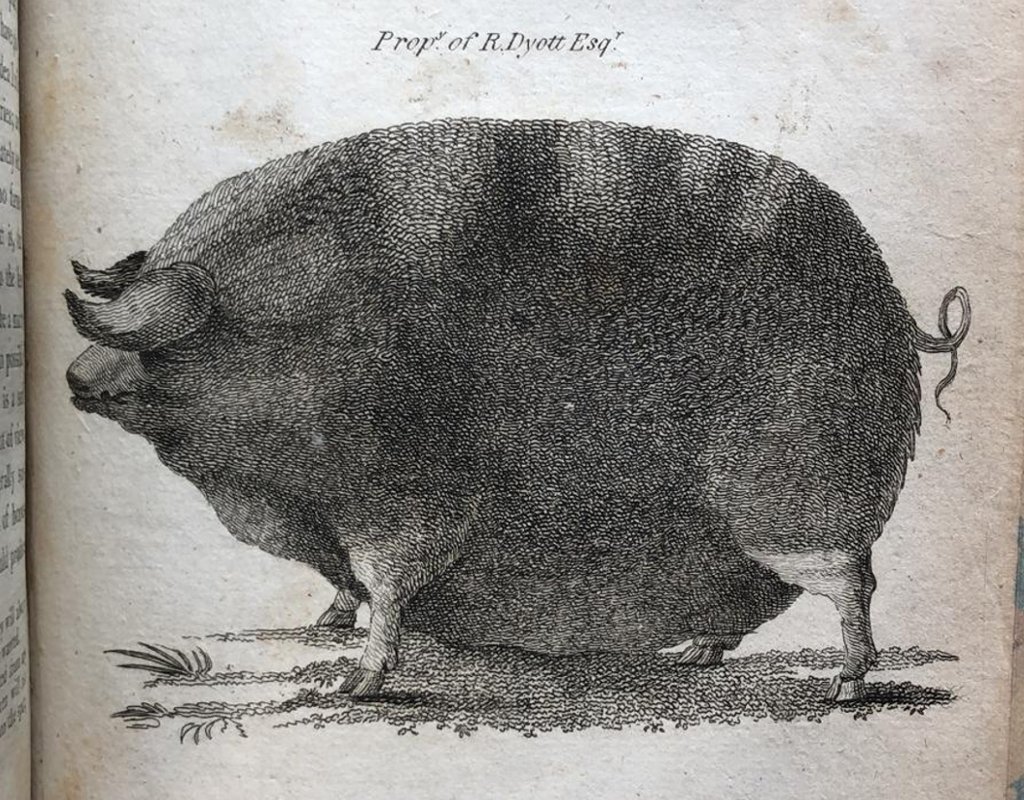 An image from a book in our library dated to 1796 (Pitt's 'General View of the Agriculture of the County of Stafford'). It's of a really, really enormous hog. A hog to rule all hogs.