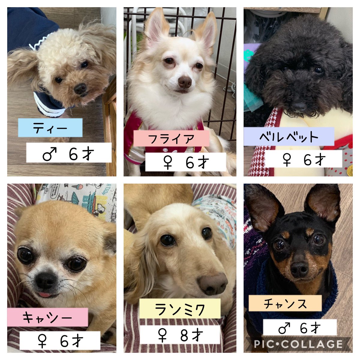 最速 保護犬カフェ 寺田町 最速 保護犬カフェ 寺田町