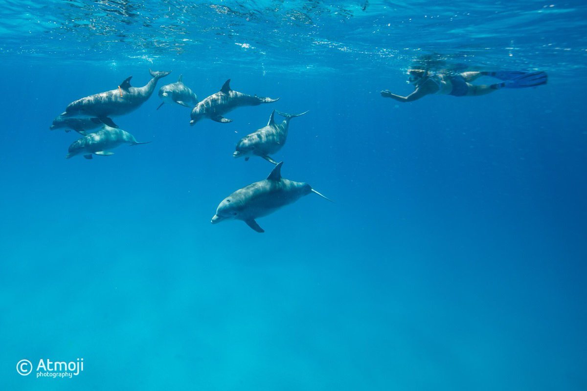 WildQuestBimini's tweet photo. Live in the Sunshine. Swim in the sea. Drink the wild air. ππ¬
π· : pic from last weekβs swim with a beautiful pod of bottlenose dolphins
#WildQuest #wilddolphins #Bimini #OneWorldOnePod https://t.co/n8kJJiylhy