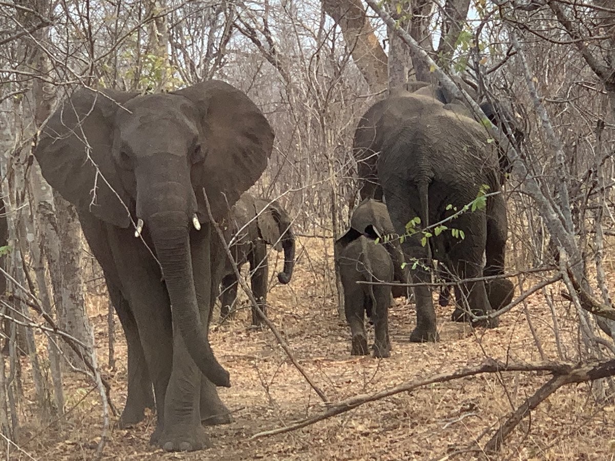 LindaSoars's tweet photo. On safari - thanks #ISQua2019 @Healthily_Au @drtinacampbell https://t.co/R1VU6GqZDB