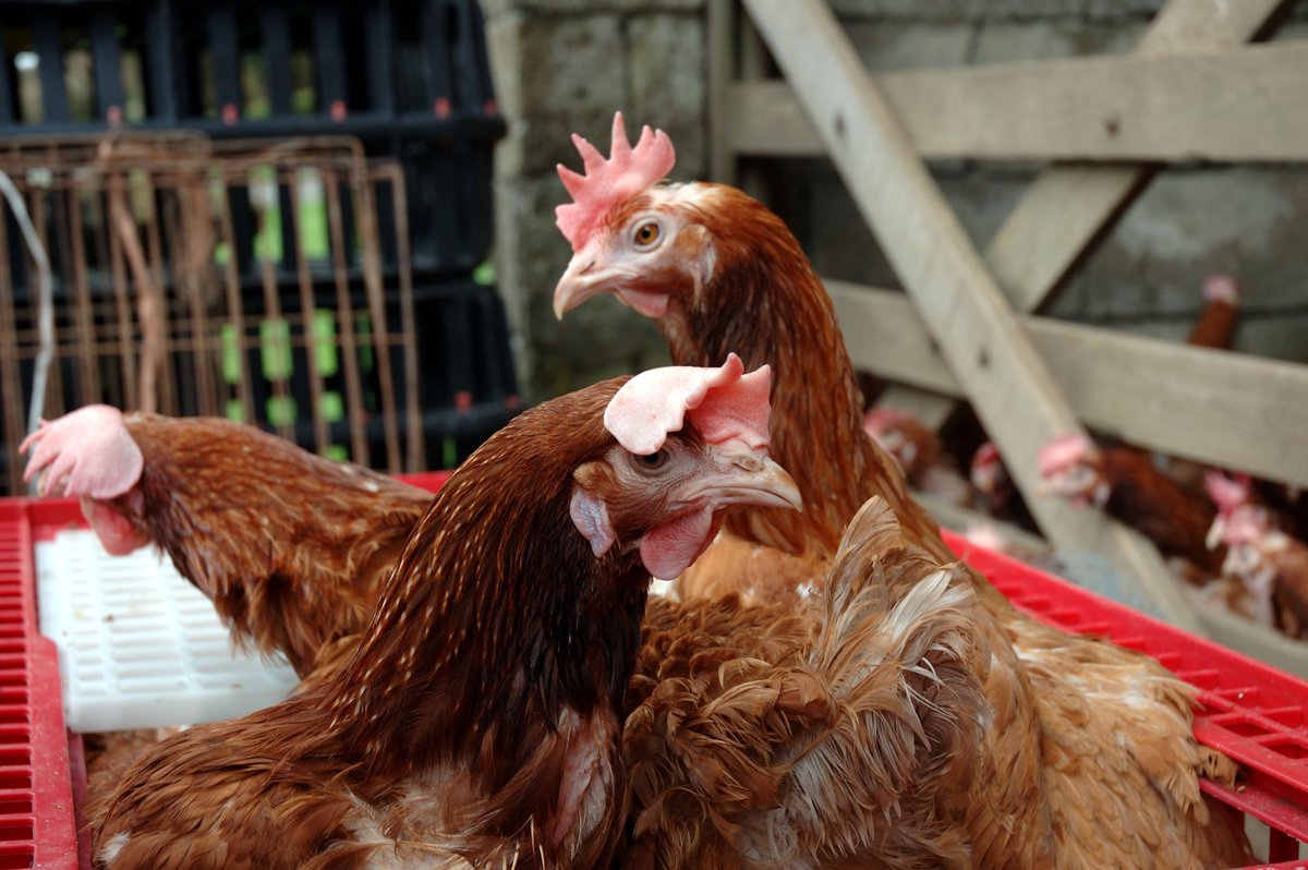British Hen Welfare Trust tweet media