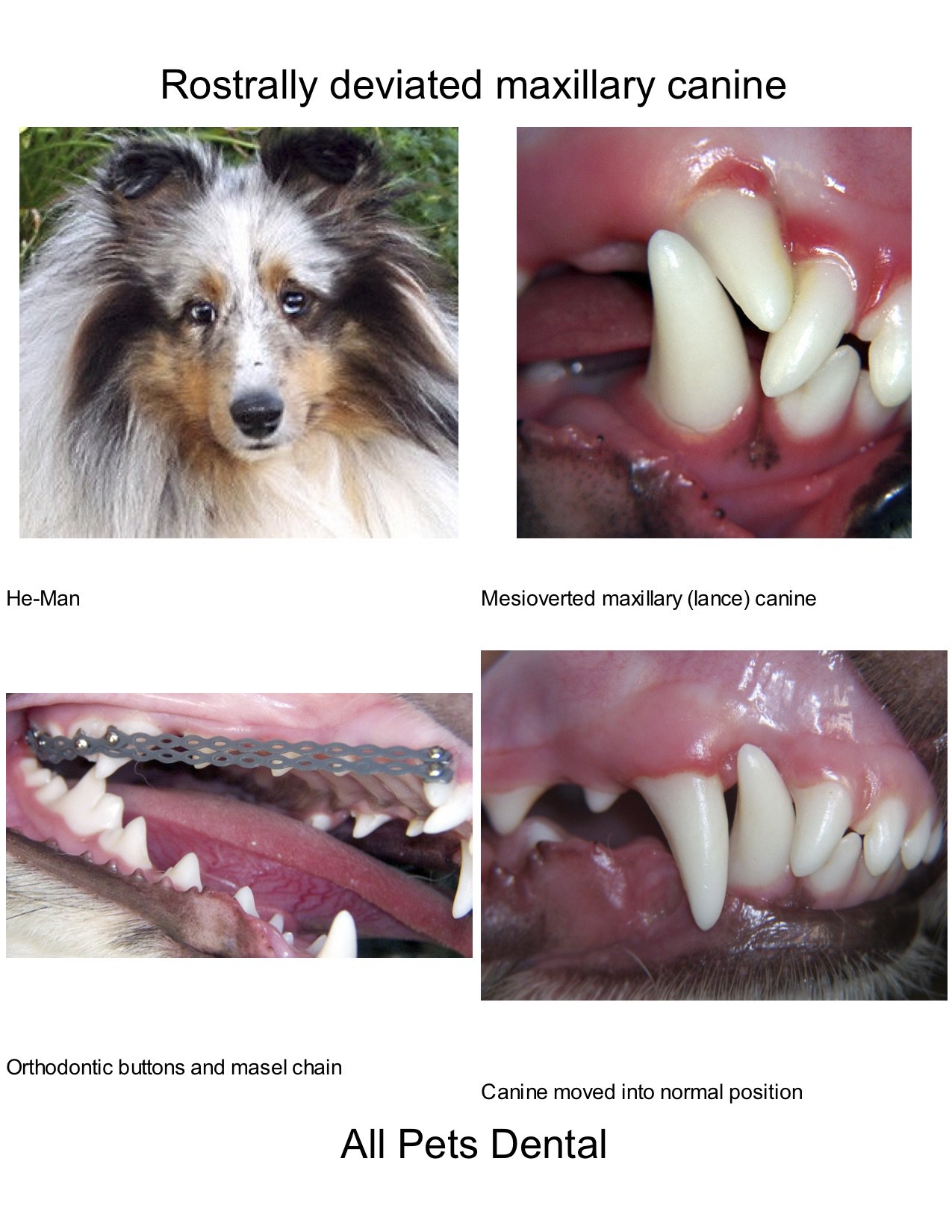 Paul Camilo Cvpm Lebatardshow Pet Dentistry Is Real Kudos To Michaelryanruiz For Brushing Your Pet S Teeth And Sorry Chriscoteespn There Are Already Places Where Dogs And Cats Can Go Get