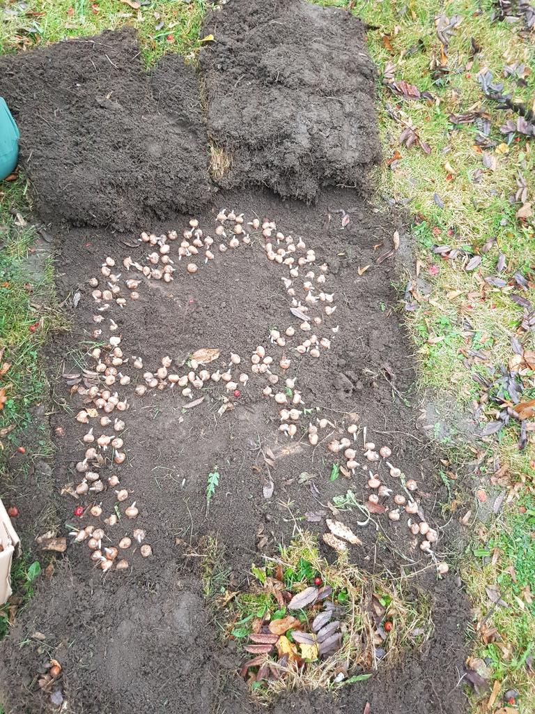 Great morning yesterday, handing over thousands of purple crocus bulbs for Oakham. Planting kindly started by @RutlandLL . Thank you yet again for your support on ROTARY POLIO DAY. @therutlandtimes @rutland_radio @RotaryGBI @rutlandcouncil @oakhamnubnews @RutlandPolice