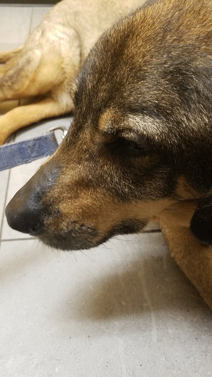 krisoverbrook's tweet photo. When mamma takes you to the doc and you'd rather be home in bed. https://t.co/BJPS4mfNdo