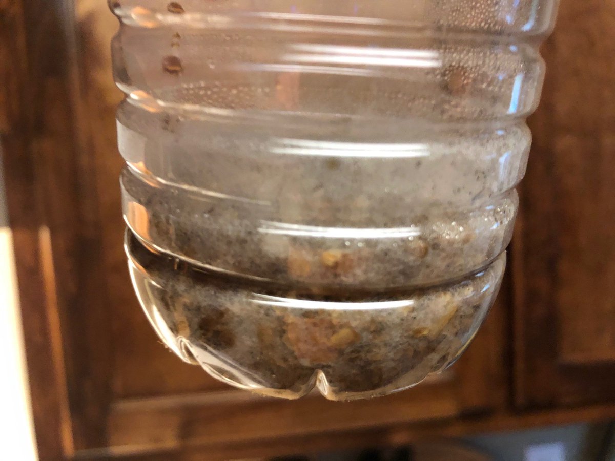 FUNGIMICROBES's tweet photo. Fungi Friday 😎 ATTENTION MICROBE ENTHUSIASTS !!! #ENML100 brown rice experiment. Vegetative/living units, several strains of mycorrhizae fungi in a concentrated liquid form. NO hand seeding of cultured mushrooms here, no cardboard burritos lol...3 days later a mycelium party🎉 https://t.co/JjF4GlcSkL
