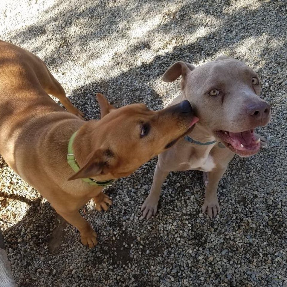 Shy dog Luna is learning to trust and enjoying her time with other dogs. #adoptluna #shydog #rescuedog #ddrkennel #playtime #fridayvibes