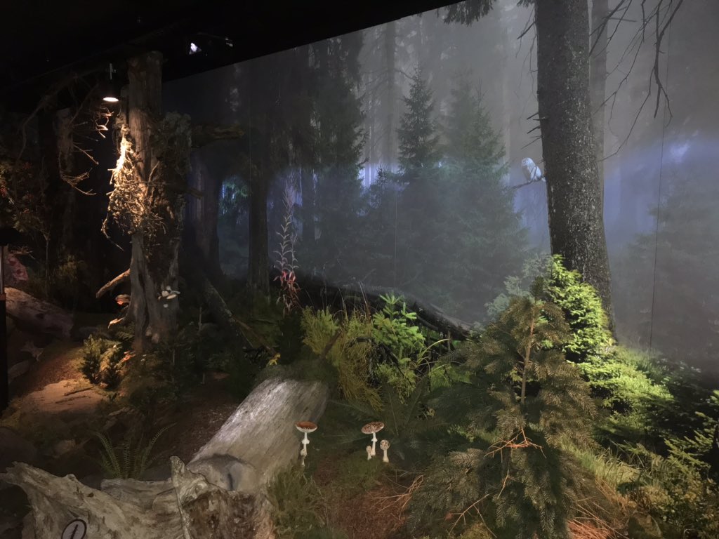 KlausRehda's tweet photo. Eröffnung der neuen Natura 2000 Ausstellung im Brockenhaus. Tolle interaktive Ausstellung verbunden mit informativer Ausschilderung des Aussenbereiches zur besseren Besucherlenkung. Der Wald im Nationalpark lebt auch wenn es für manche Besucher anders aussieht.
#MULEdirekt https://t.co/crBBbVZLqw
