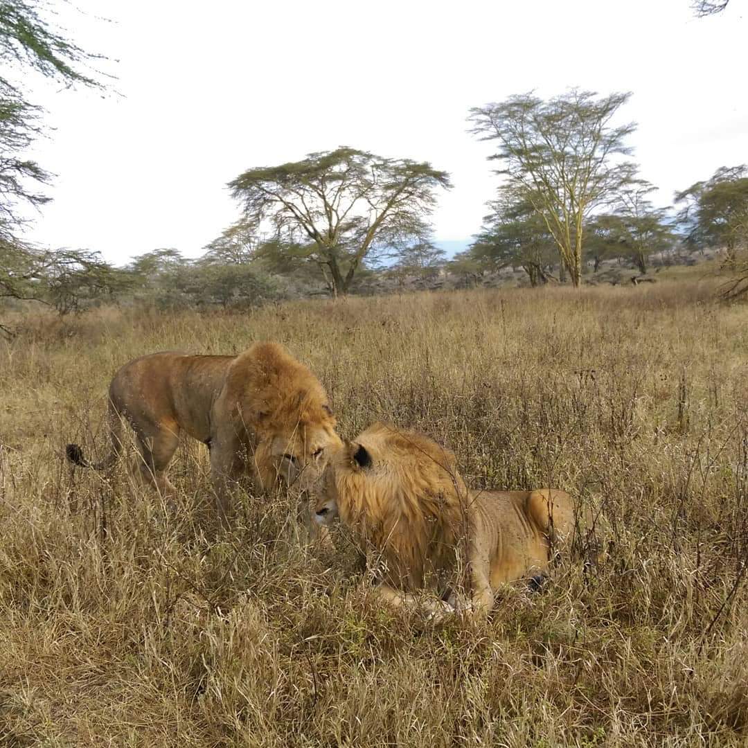 cheetahsafaris_'s tweet photo. Enjoy the best of Serengeti.
Book now https://t.co/Dki7ly37Hk
#KnowKimathiFoundation #wildlifephotography #Diwali #FridayFeeling https://t.co/BA96FKSaZ0