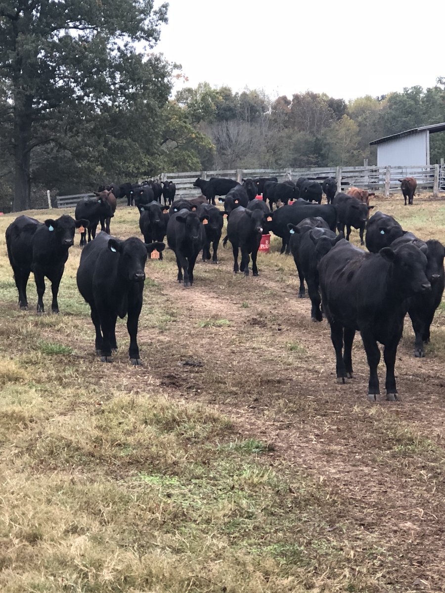 CattleTennessee's tweet photo. Happy Friday!! https://t.co/QDbkdb5oRX