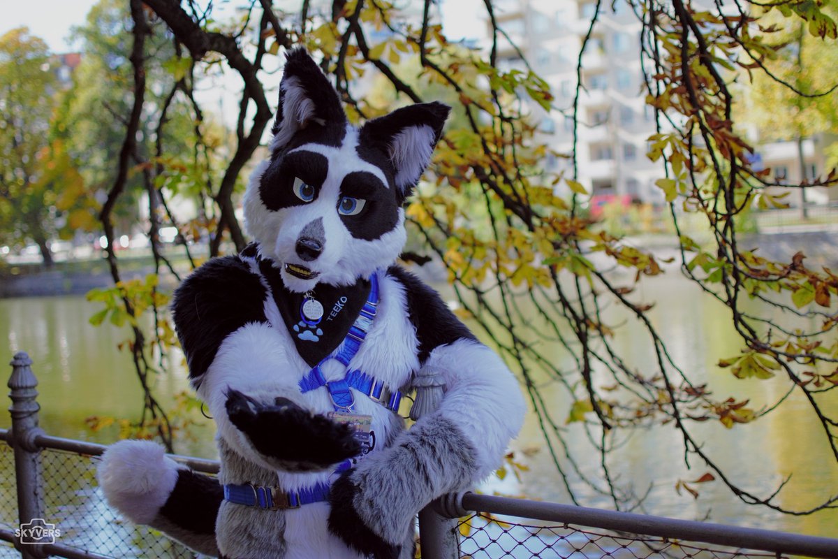 Rougfox (@rougfox) on Twitter photo Wanna come over here? Happy #fursuitfriday everyone! Pic shot by <a href="/SkyversTheWolf/">ロスト • グリフォン ‣ Nebula</a> at the latest #fursitwalk in Munich #MSW7 #fursuit Wanna come over here? Happy #fursuitfriday everyone! Pic shot by <a href="/SkyversTheWolf/">ロスト • グリフォン ‣ Nebula</a> at the latest #fursitwalk in Munich #MSW7 #fursuit
