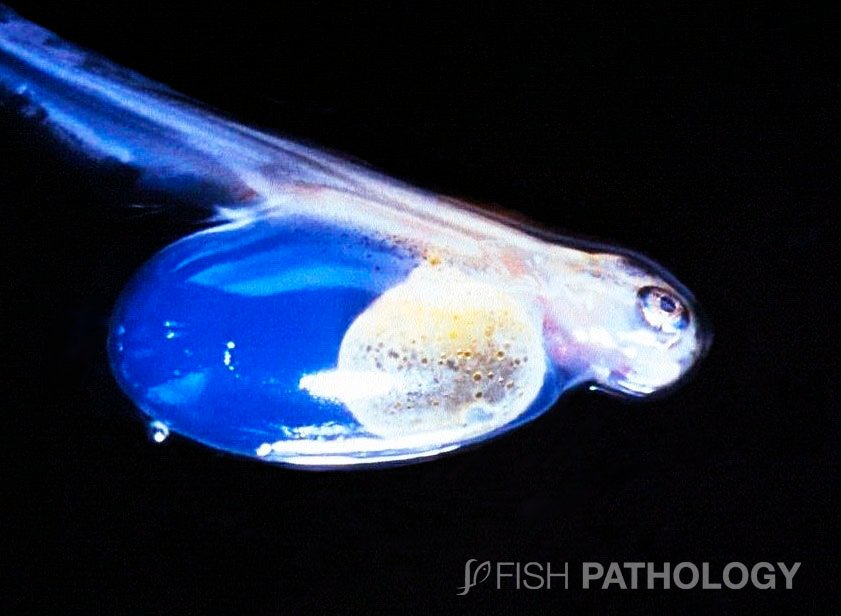 VehiceLab's tweet photo. Nueva publicación técnica en #FishPathology: "Blue sac-disease -Gross Pathology". Para más información haz click en este enlace:
https://t.co/WfTKGSqSMM https://t.co/2xk349nAF5