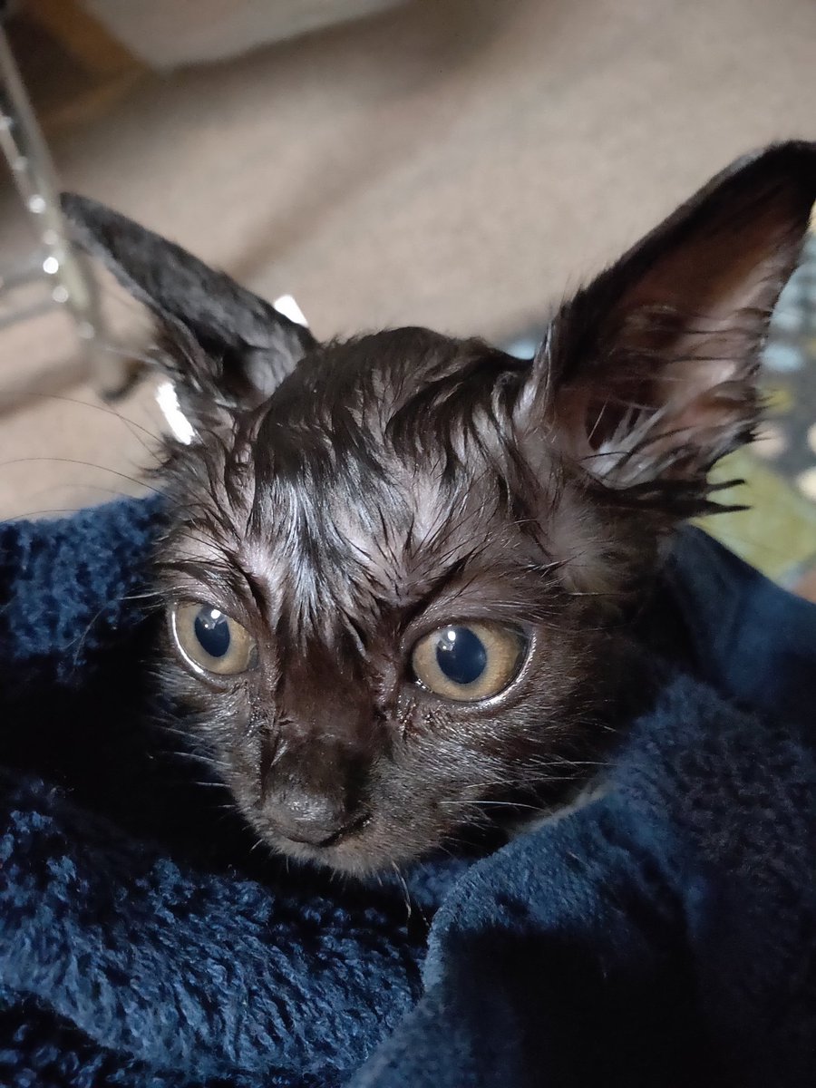 丸洗いされた猫さん ねこなのに 信じられない まさかの裏切りに解せぬ顔をする可愛さ ネコさんの心の洗濯表示 Togetter 丸洗いされた猫さん ねこなのに 信じられない まさかの裏切りに解せぬ顔をする可愛さ ネコさんの心の洗濯表示 Togetter