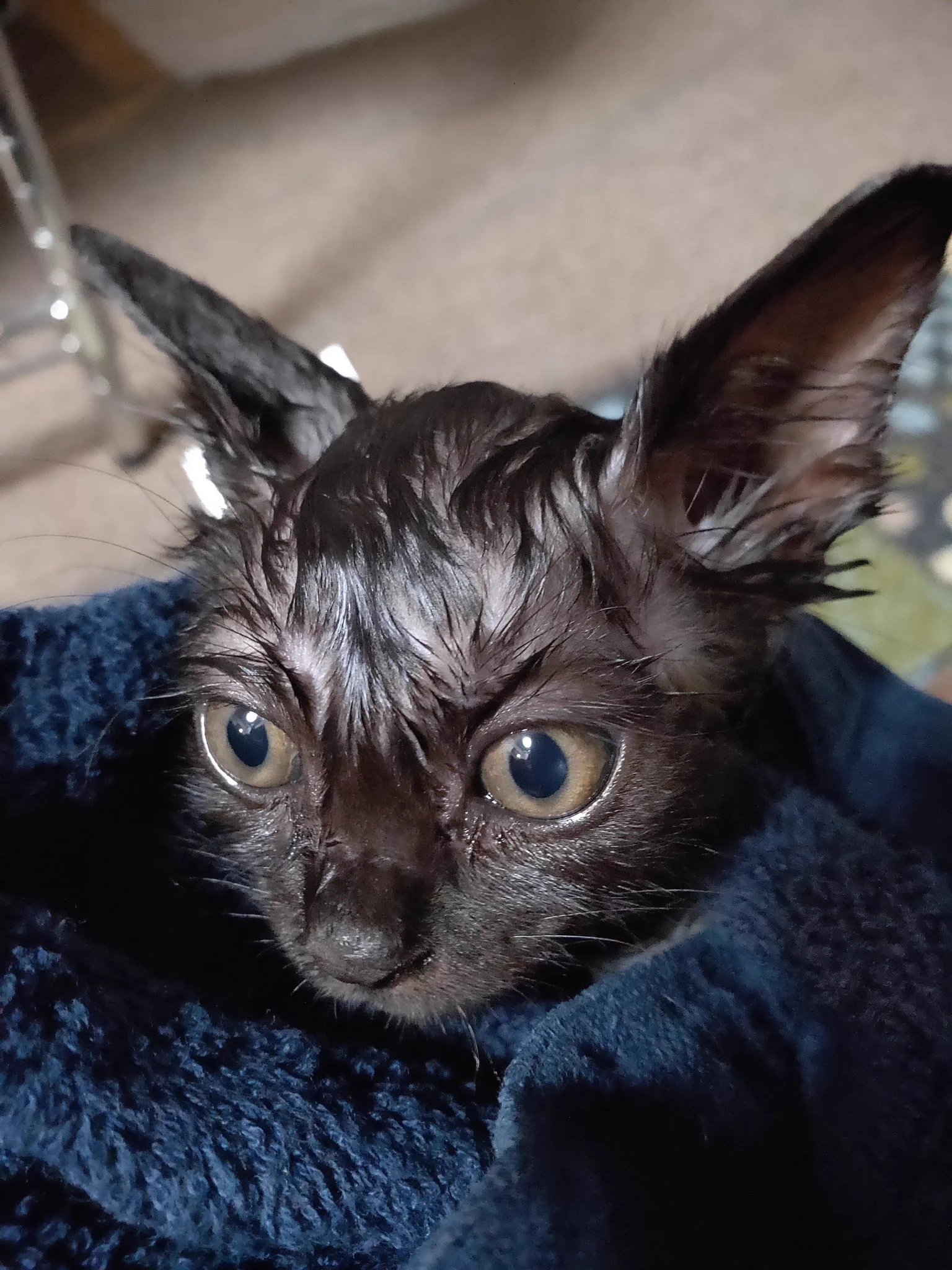 @comori_uta うちの猫も丸洗いされたあとは「ニンゲン シンジナイ」みたいな顔します 