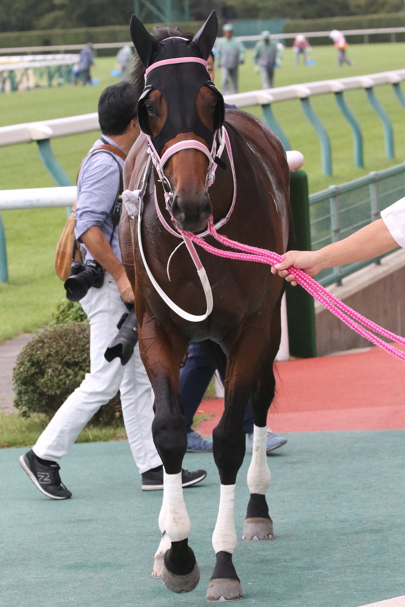 のだまハイ No Twitter ピボットポイント 中谷騎手 10月5日 新潟10r 瓢湖特別 10頭立て9番人気でしたが 見事な逃げ切り勝ち トリコロールブルーの半弟 ワールドインパクト ダノンジェラートの全弟です ピボットポイント 中谷雄太