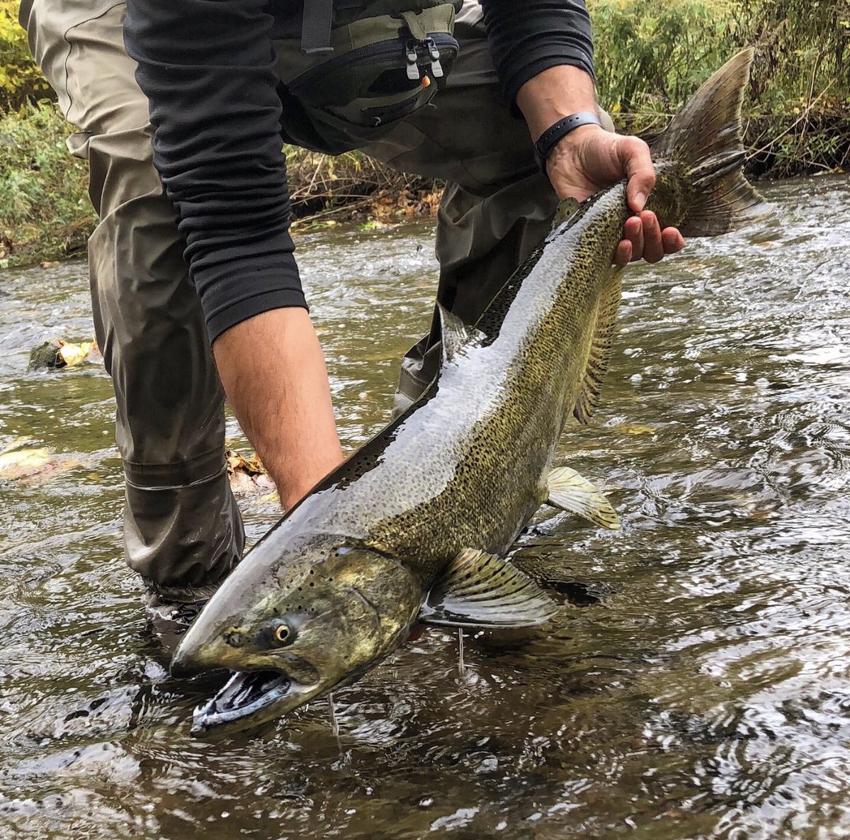 troutit's tweet photo. It was just one of those perfect mornings.  I found the right color and pattern right out of the gate which made it a morning full of pull! #flyfishing #kingsalmon #cortlandline https://t.co/CqniJD4alI