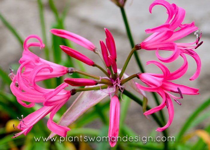 plantswomannw's tweet photo. #Nerine Elegance, an excellent addition to your #fall #garden. #fallbloom #fallcolor #fallgarden #gardening #plants #plantsofinstagram #landscape #landscapedesigner #landscaper https://t.co/RiCNyTUa3m https://t.co/QrUt9FS3Lx