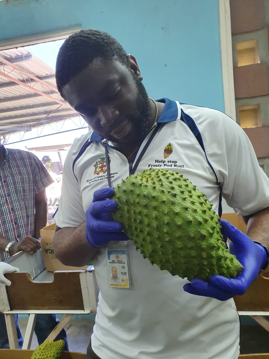 UncleBarry876's tweet photo. Doing what I love! Ensuring that only high quality produces are exported while protecting local and international Agriculture from pests. 

#PQPI #Inspection #Export #Annonamuricata #Soursop https://t.co/lrNdvYAC5H